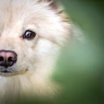 策略分析与教学